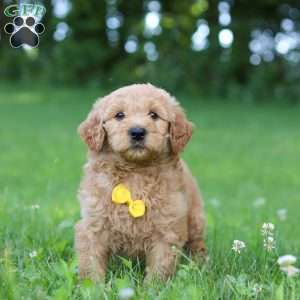 Bentley, Goldendoodle Puppy